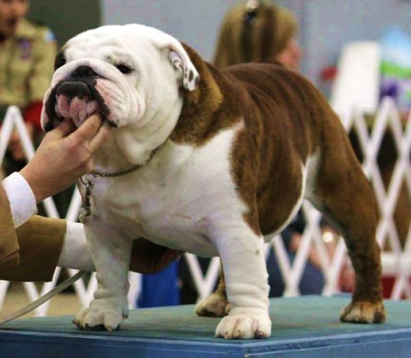 BISS GCH (AKC) Cherokee Origin Just Johnny HOF